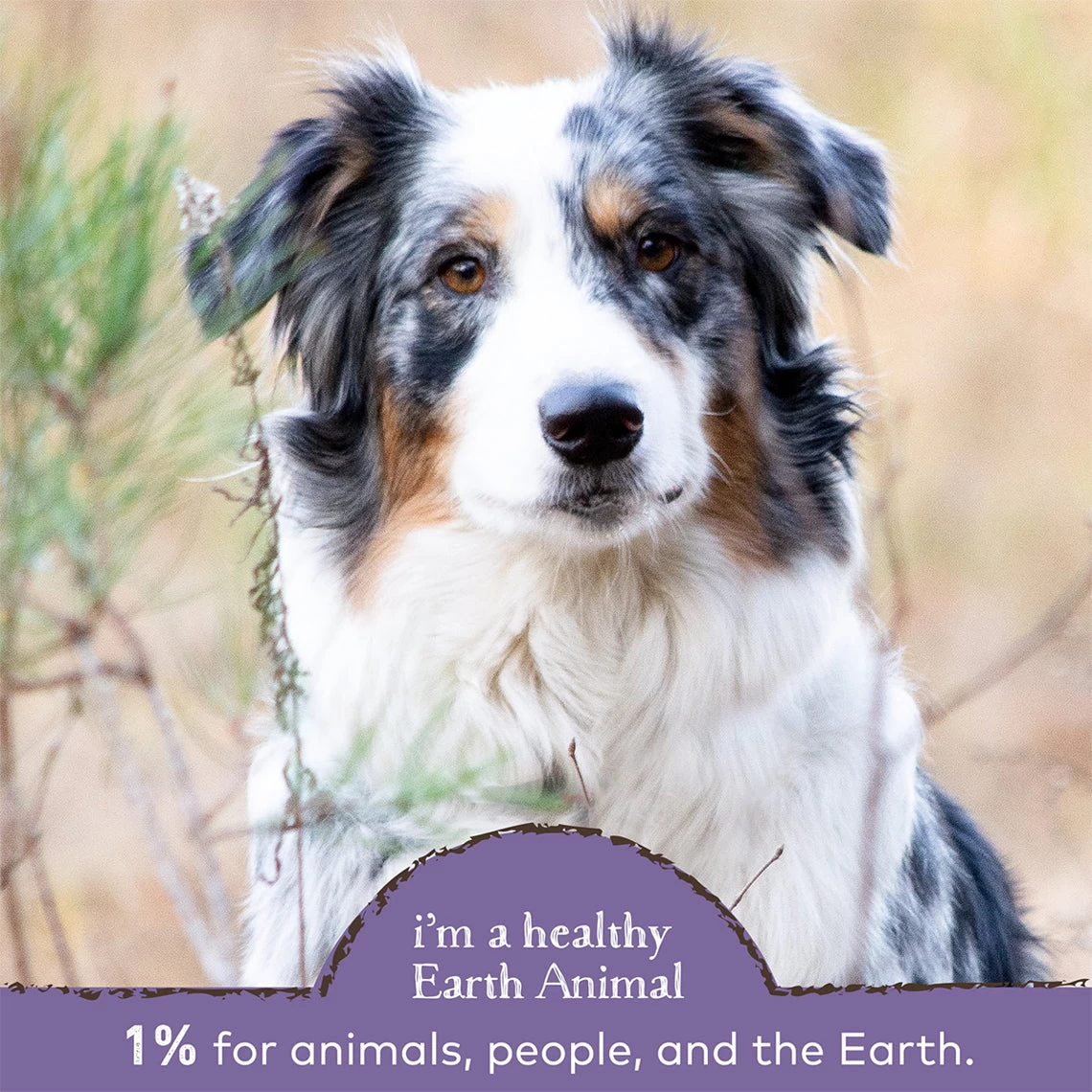 Earth Animal Healthy Weight Nutritional Supplement Powder For Cats & Dogs - Image 4