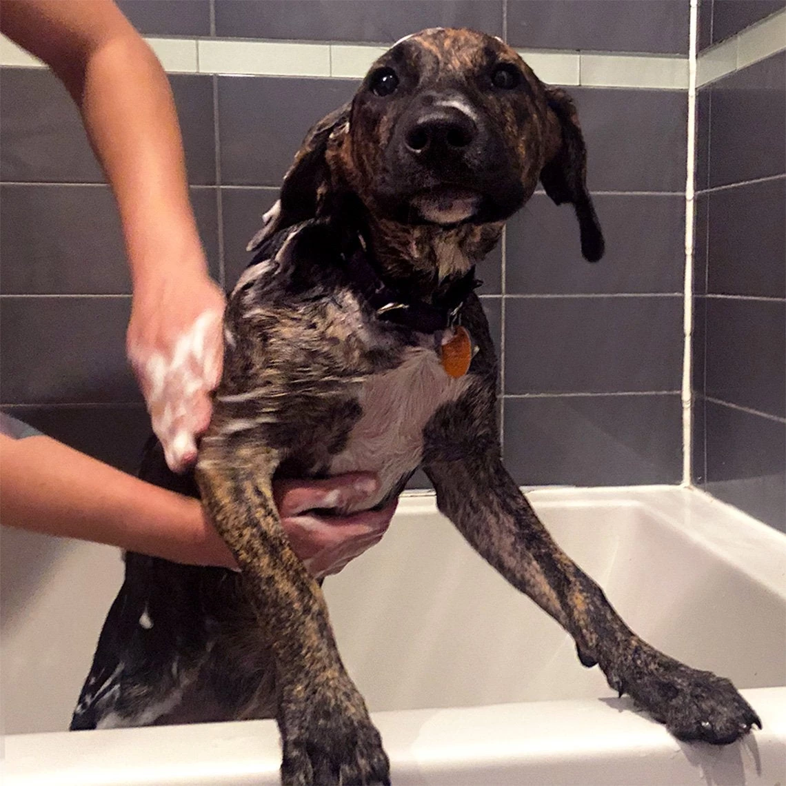 PetAlive Cushex Drops M Homeopathic Remedy For Cushing's - Image 14